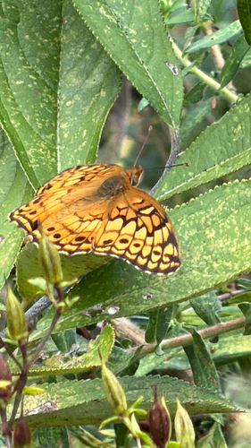 Variegated Fritillary