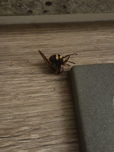 European Hornet