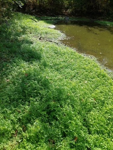 Oenanthe aquatica, photograph 4