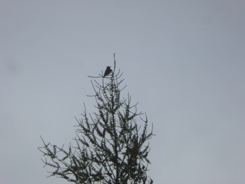 Northern Flicker