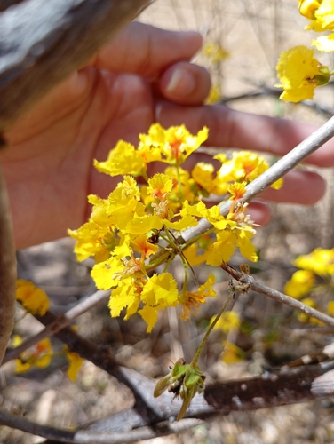 Diplopterys lutea