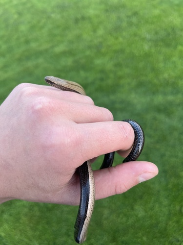 Common Slowworm