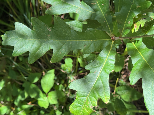 white oak