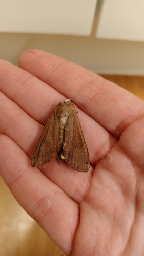 Large Yellow Underwing