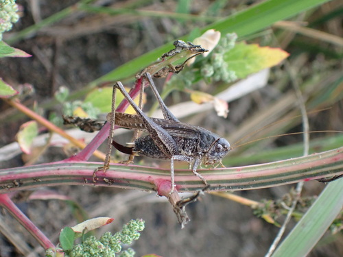 Grey Bush-cricket