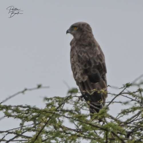 Short-toed Snake-Eagle