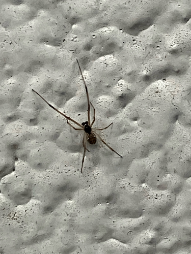 Brown Widow