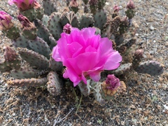 Opuntia basilaris brachyclada