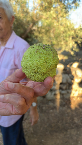 Osage-orange