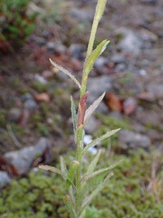 Jasione laevis