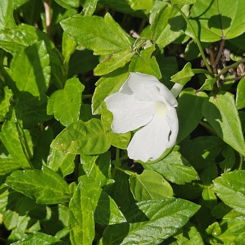 Thunbergia fragrans observed 2026-09-13
