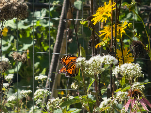 Monarch