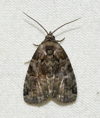 Pseudeustrotia indeterminata