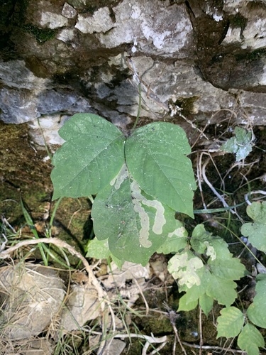 western poison ivy