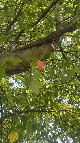 red maple
