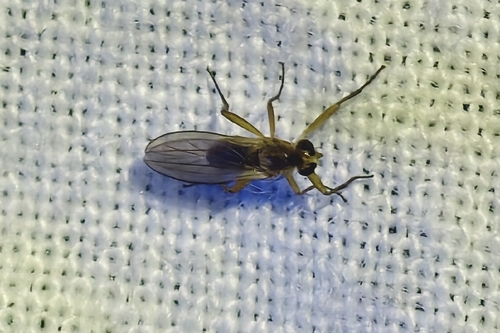 Lonchoptera bifurcata observed 2026-09-18