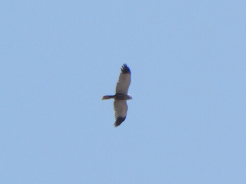 Western Marsh Harrier