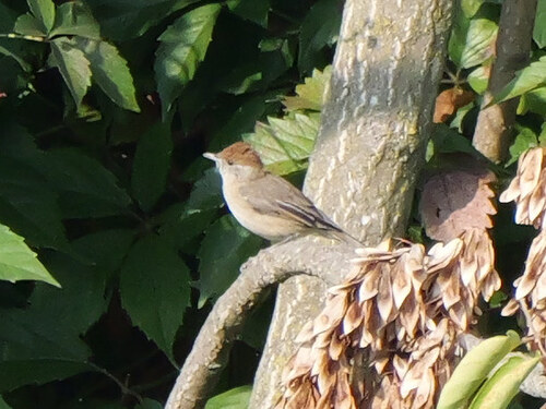 Eurasian Blackcap