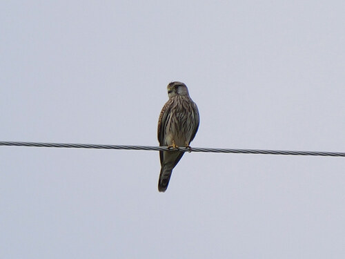 Eurasian Kestrel