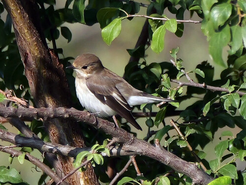 European Pied Flycatcher