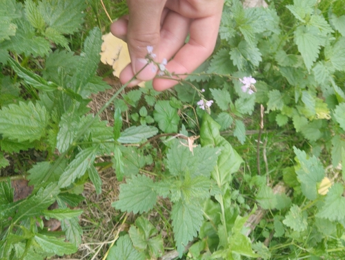 Common vervain