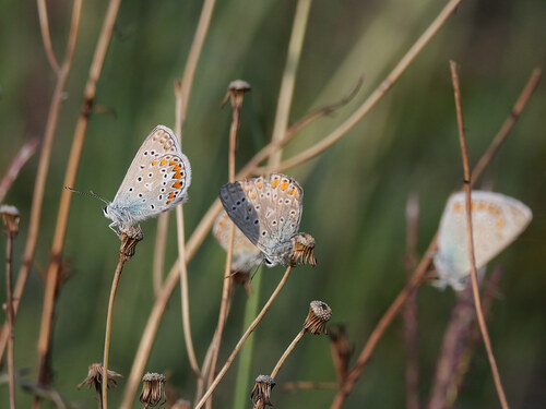 Common Blue