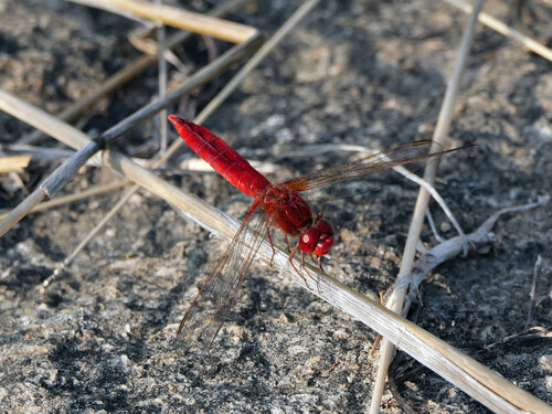 Broad Scarlet