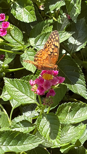 Variegated Fritillary