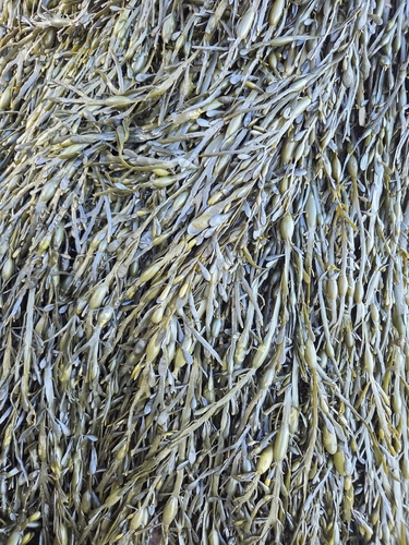 Knotted Wrack