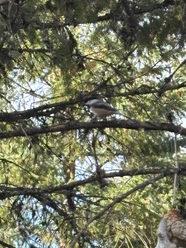 Black-capped Chickadee