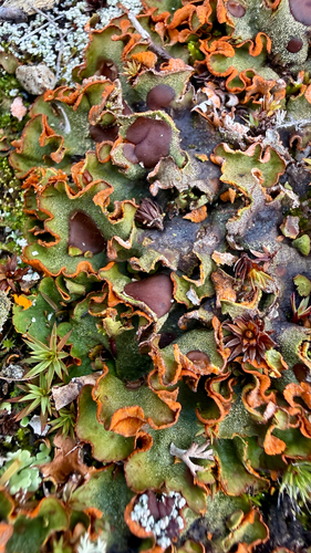 Chocolate Chip Lichen
