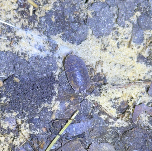Rathke's Woodlouse