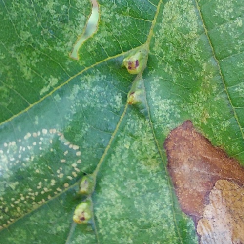 alder vein angle gall