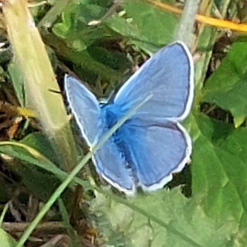 Common Blue