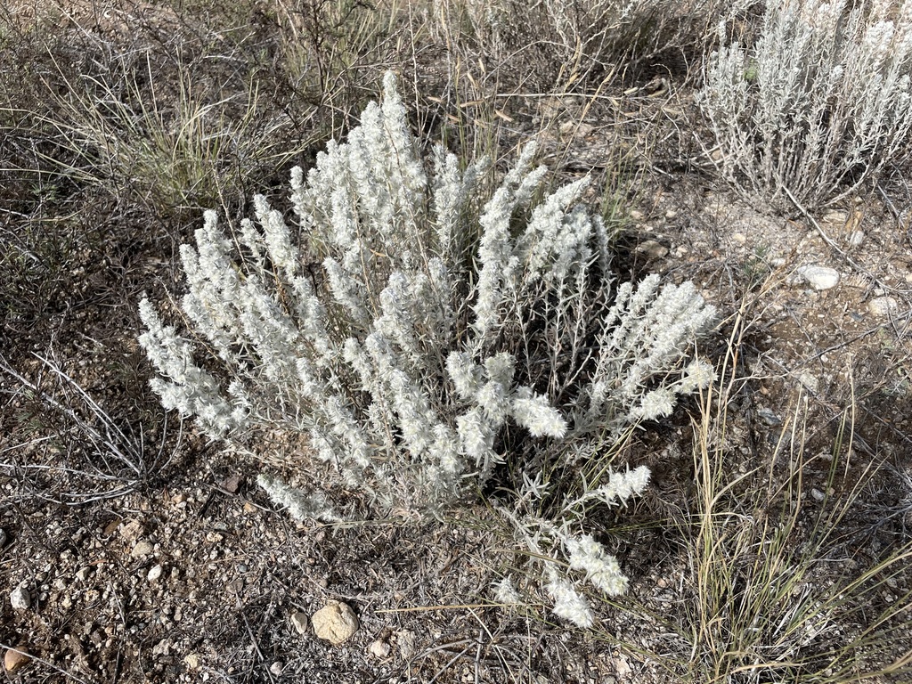 Krascheninnikovia lanata; photograph (c) lejones417, some rights reserved (CC BY-SA)