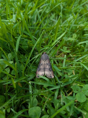 Ipsilon Dart Moth