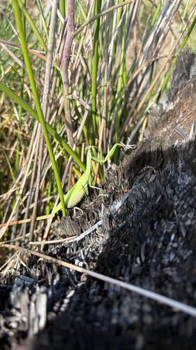 European Mantis