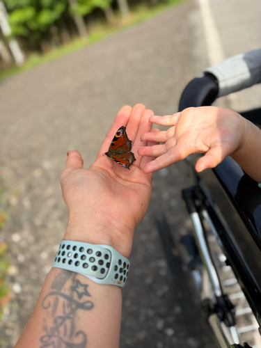 European Peacock Butterfly