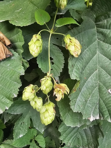 common hops