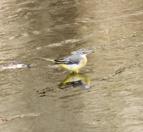 Grey Wagtail