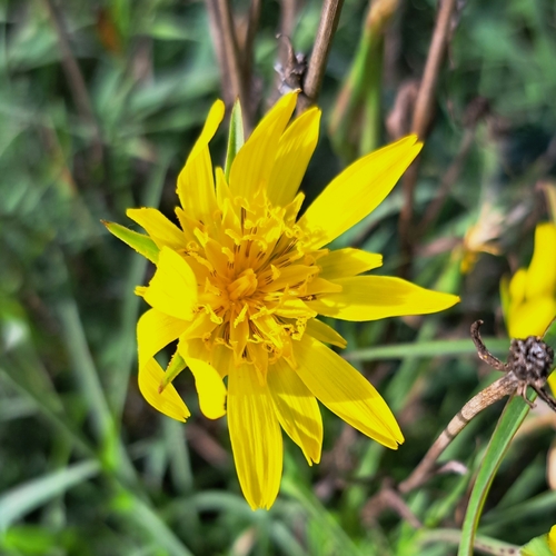 Tragopogon orientalis, photograph 1