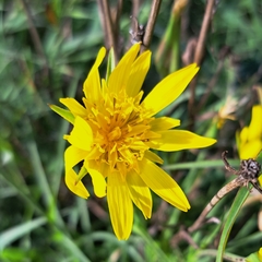 Tragopogon orientalis