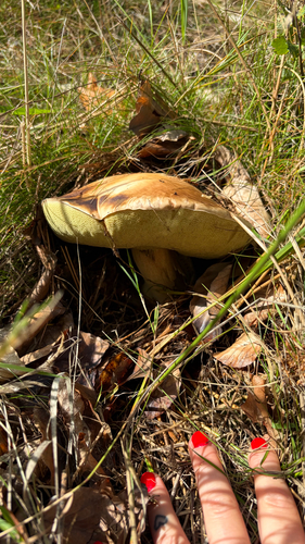 King Bolete