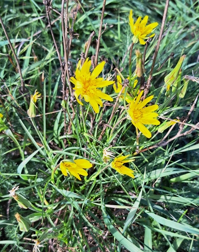 Tragopogon orientalis, photograph 2