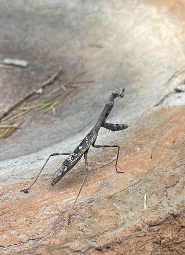 Carolina Mantis