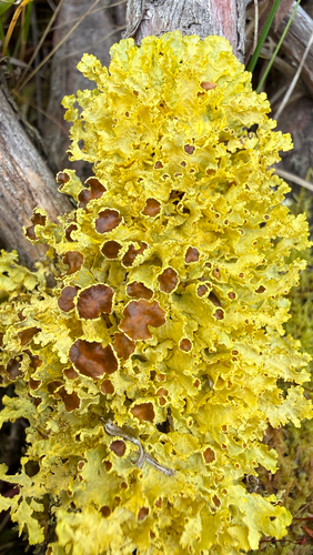 Yellow Lichen