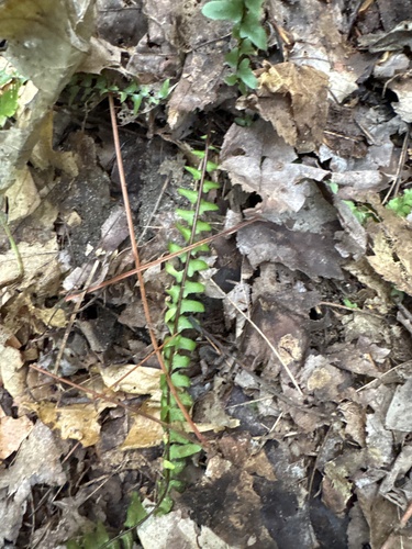 ebony spleenwort