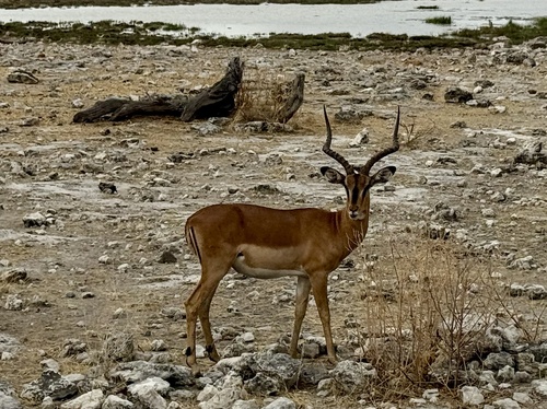 Black-faced Impala