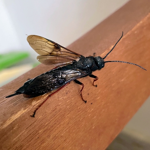 European Woodwasp