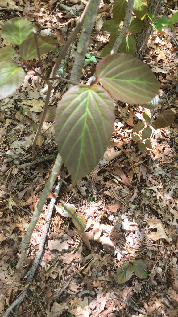 tea viburnum from Bethpage State Park Golf Courses, Old Bethpage, NY